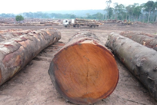 Một ưu điểm nữa của gỗ lim Nam Phi là độ bền cao, có thể sử dụng trong môi trường độ ẩm cao hoặc khô cằn do không bị cong vênh hay nứt. Ảnh: Tamhouse