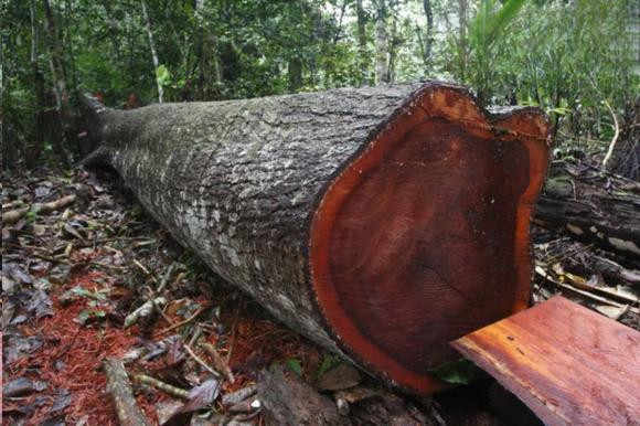 Thịt gỗ lim Nam Phi màu vàng xen lẫn ánh xanh độc đáo, giác gỗ mỏng, chất gỗ bền và cứng. Ảnh: Internet