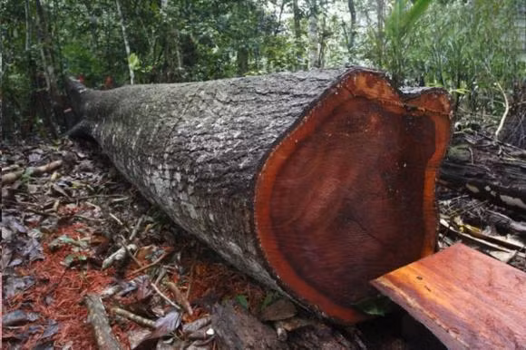 Thịt gỗ lim Nam Phi màu vàng xen lẫn ánh xanh độc đáo, giác gỗ mỏng, chất gỗ bền và cứng. Ảnh: Internet