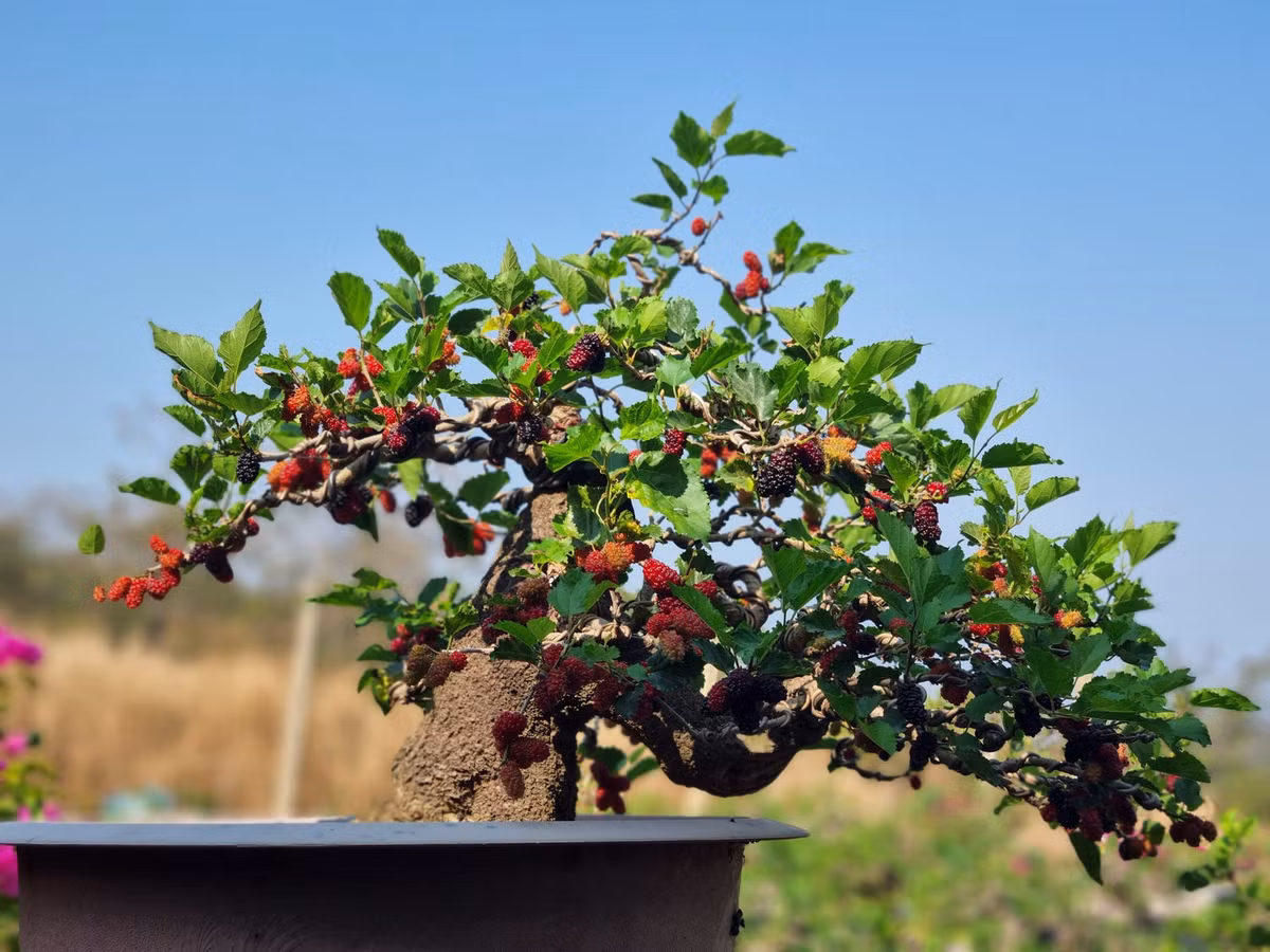 Mỗi chậu bonsai dâu tằm giá từ vài trăm nghìn đến vài triệu đồng, tùy dáng và kích thước. Ảnh: FB Cây Cảnh Bonsai Đà Lạt