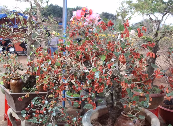 Dâu tằm vốn là cây ăn trái nên cần nhiều nắng và chất dinh dưỡng, do vậy bầu đất trồng phải lớn. Ảnh: Công luận