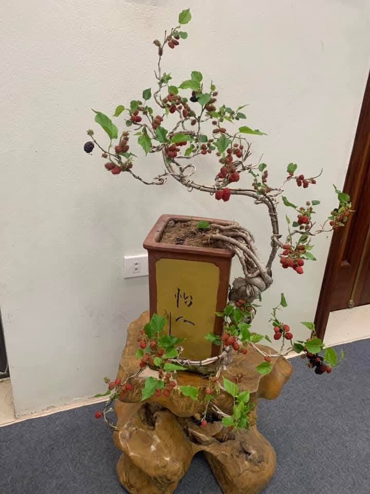 Thêm nữa, cây dâu tằm dẻo nên uốn rất dễ mà không sợ gãy. Ảnh: Facebook