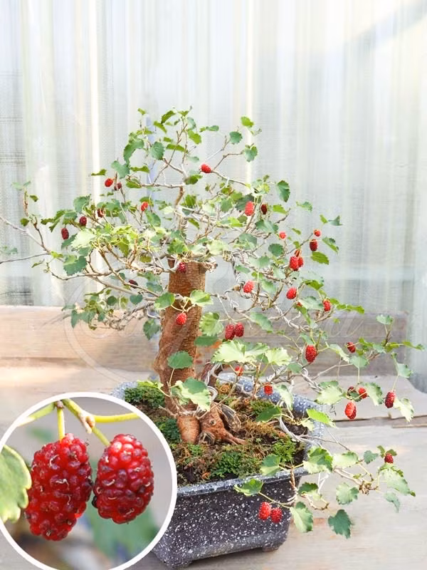 Ít ai ngờ, thứ cây dại mọc bờ bụi ở quê nay lên chậu thành bonsai đẹp mắt. Ảnh: Sài Gòn Hoa