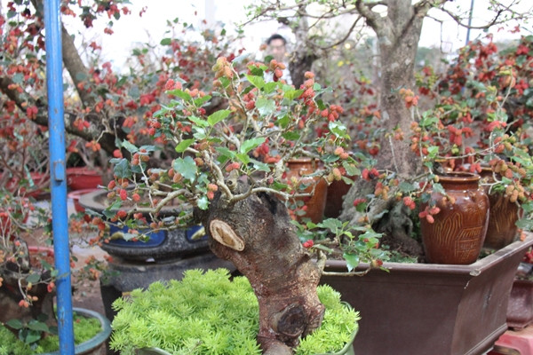 Ngoài bán nguyên cây, dâu tằm bonsai còn được các nhà vườn cho thuê từ 500.000 - 5 triệu đồng, tùy dáng thế, tuổi thọ của cây. Ảnh: Công luận