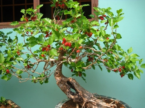 Với những người thích chơi cây cảnh, bonsai dâu tằm vừa mang nét hoang dã tự nhiên, vừa có sự tinh tế qua bàn tay uốn nắn của nghệ nhân. Ảnh: Dân Việt