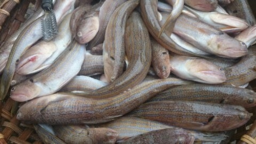 Cá thửng (có tên gọi khác là cá mối), phổ biến ở vùng biển miền Trung, nhiều nhất tại Cửa Lò (Nghệ An). Ảnh: Facebook
