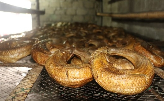 Nhiều khách còn lựa chọn mua về làm quà Tết, gửi đi nước ngoài. Ảnh: Báo Nghệ An