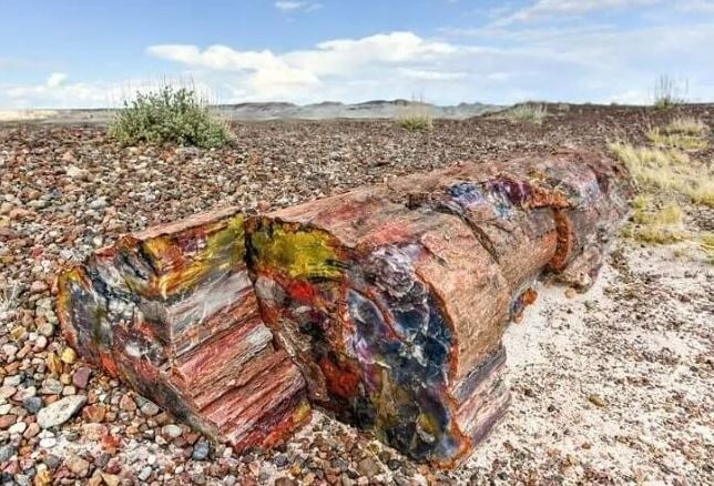 Gỗ hóa ngọc được định giá dựa trên độ tinh xảo, kích thước và màu sắc. Ảnh minh họa