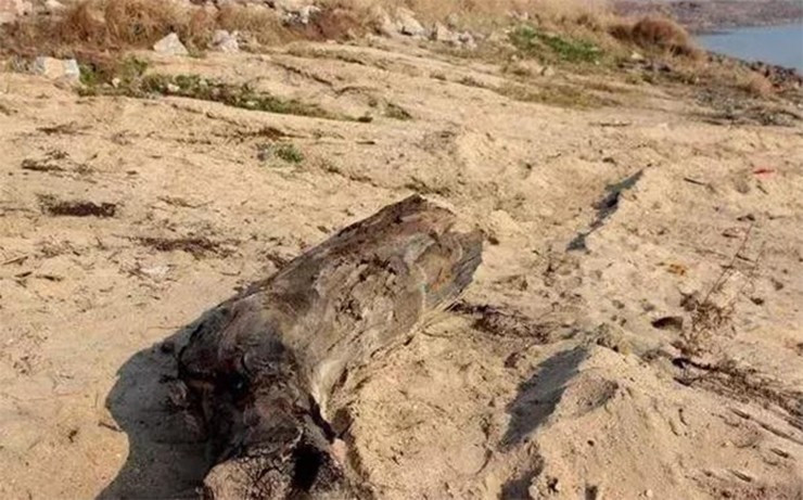 Cây gỗ quý được phát hiện tại làng Bibinsan, thị trấn Magway, thuộc tỉnh Magway (Myanmar) do một người nông dân tình cờ tìm thấy trong lúc đào ruộng. Ảnh: Internet