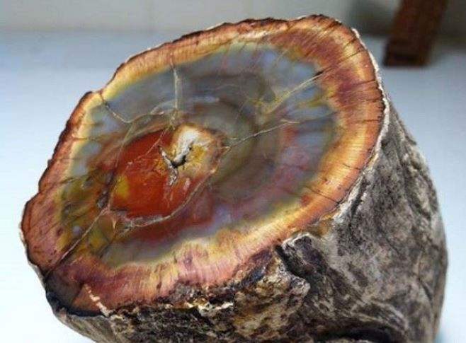  Gỗ hóa ngọc (hay còn gọi gỗ hóa thạch) là kết quả của quá trình hóa thạch diễn ra hàng triệu năm, trong đó thân cây bị chôn vùi dưới nham thạch sau các đợt phun trào núi lửa. Ảnh minh họa