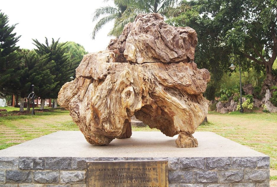 Gỗ hóa thạch được tìm thấy ở nhiều nơi trên thế giới. Tại Việt Nam, gỗ hóa ngọc được tìm thấy ở Lạng Sơn, Tây Nguyên, Phú Yên. Ảnh: Báo ảnh Việt Nam