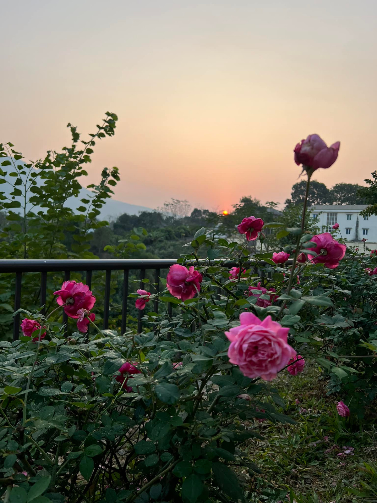 Từ những hình ảnh được chia sẻ, có thể thấy khu vườn của MC Diễm Quỳnh được bao quanh bởi núi non. Ảnh: FB Dang Diem Quynh