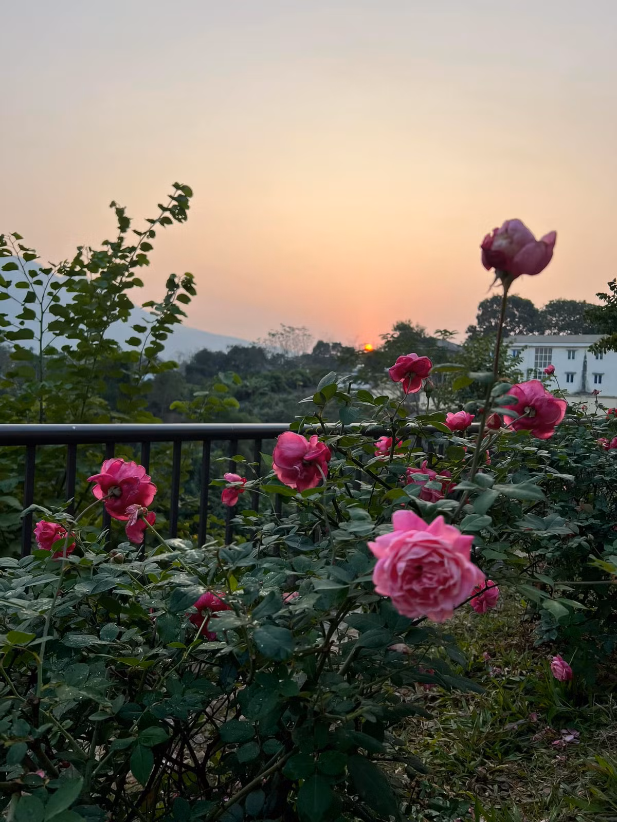 Từ những hình ảnh được chia sẻ, có thể thấy khu vườn của MC Diễm Quỳnh được bao quanh bởi núi non. Ảnh: FB Dang Diem Quynh