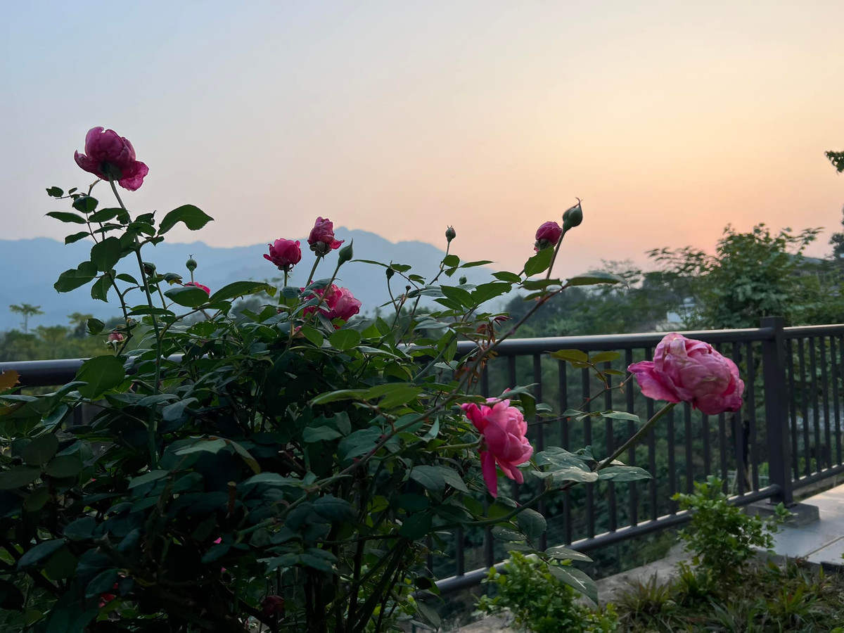 Hoa nở thành chùm, cánh xếp lớp dày dặn, màu hồng đậm quyến rũ, tạo khung cảnh đầy thơ mộng. Ảnh: FB Dang Diem Quynh