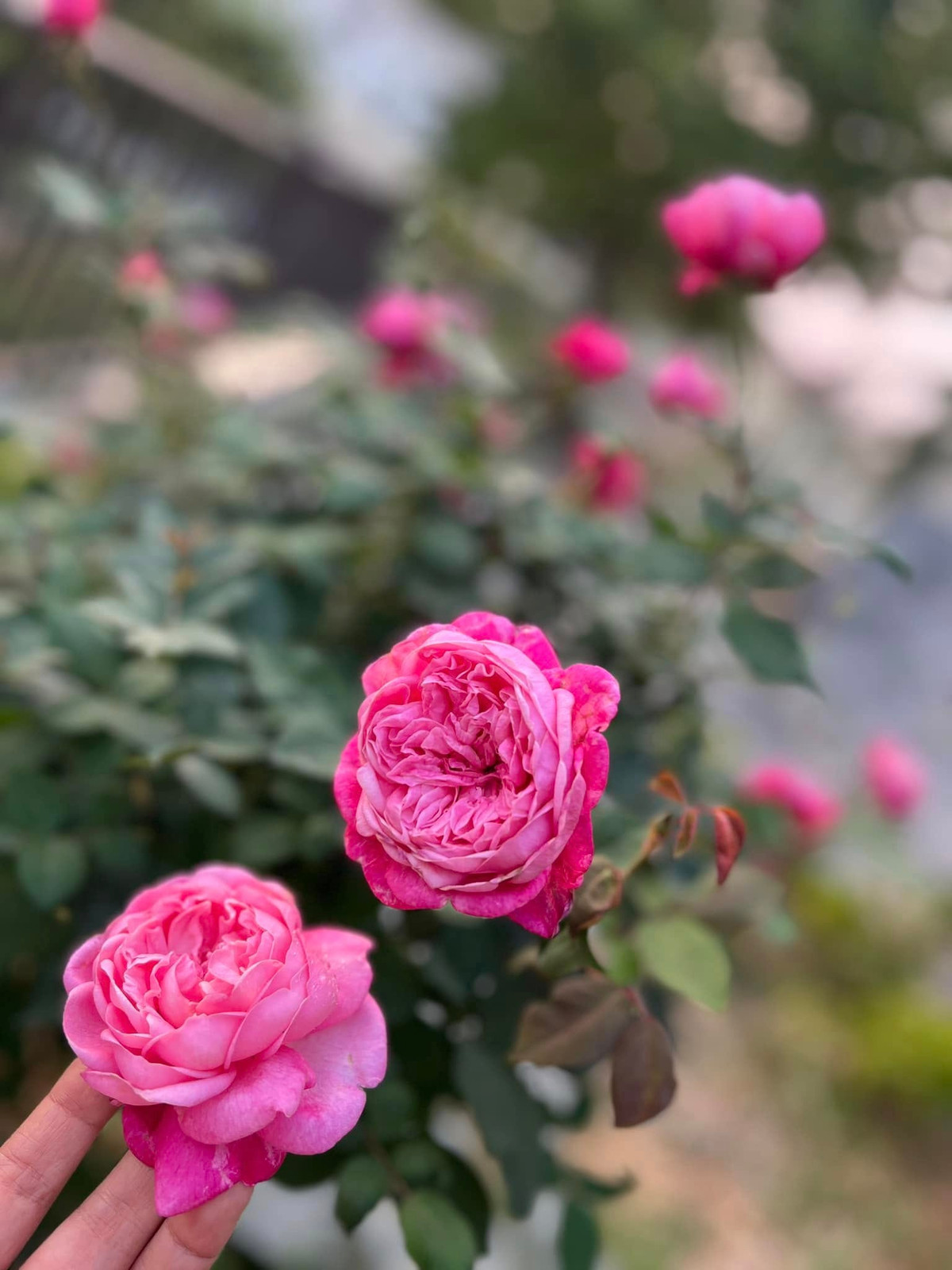 Bên cạnh căn nhà ở Hà Nội, mới đây MC Diễm Quỳnh còn hé lộ một cơ ngơi ở ngoại ô khiến bạn bè xuýt xoa. Ảnh: FB Dang Diem Quynh