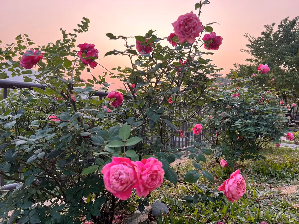 Nữ Giám đốc VFC chia sẻ cuối tuần trọn vọn và bình yên trong năm mới 2025 tại một ngôi nhà có vườn hồng đang nở rộ. Ảnh: FB Dang Diem Quynh