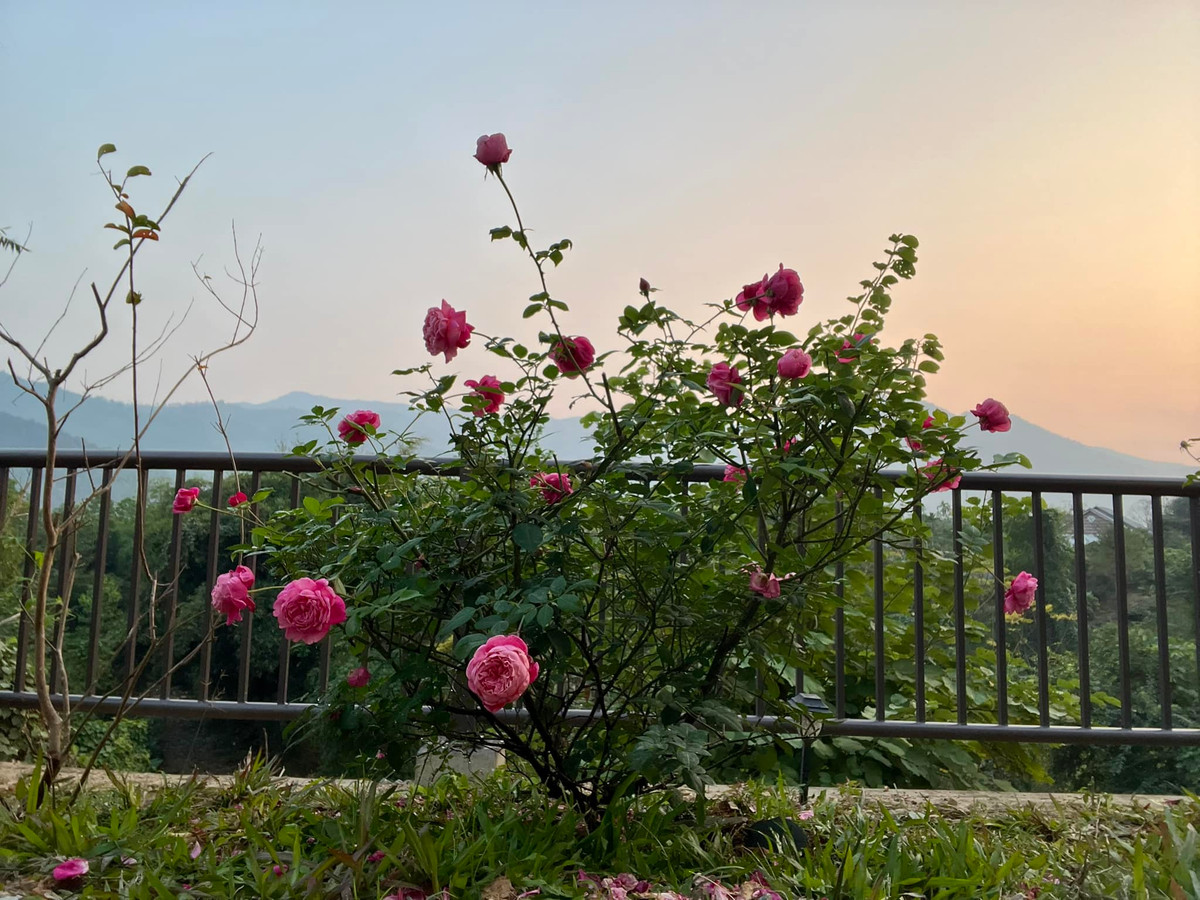 Dưới bầu trời thoáng đãng, khu vườn là nơi lý tưởng để thư giãn và tận hưởng những phút giây thanh bình. Ảnh: FB Dang Diem Quynh