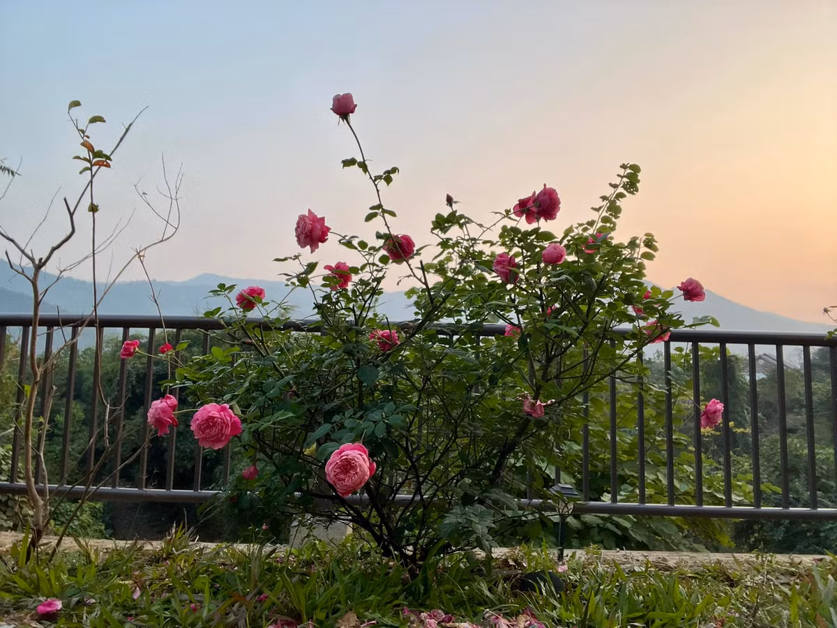 Dưới bầu trời thoáng đãng, khu vườn là nơi lý tưởng để thư giãn và tận hưởng những phút giây thanh bình. Ảnh: FB Dang Diem Quynh