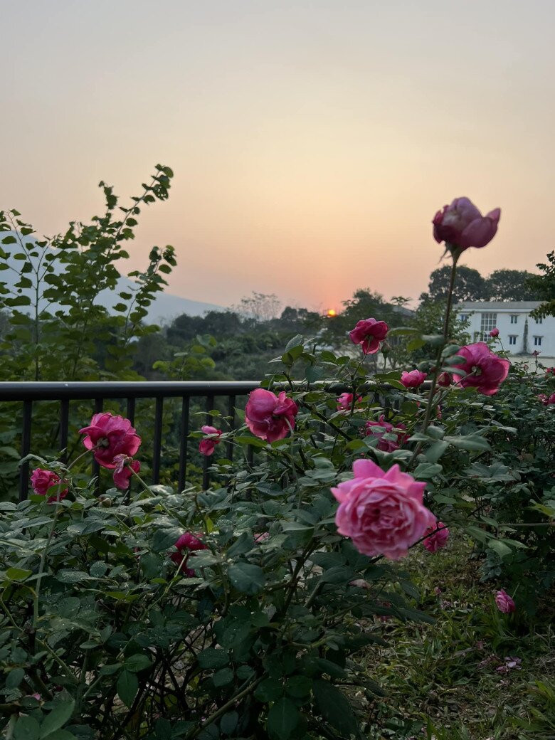 Nằm trên một vùng đất cao, từ khu vườn có thể nhìn ra những mảng xanh trải dài. Ảnh: FB Dang Diem Quynh