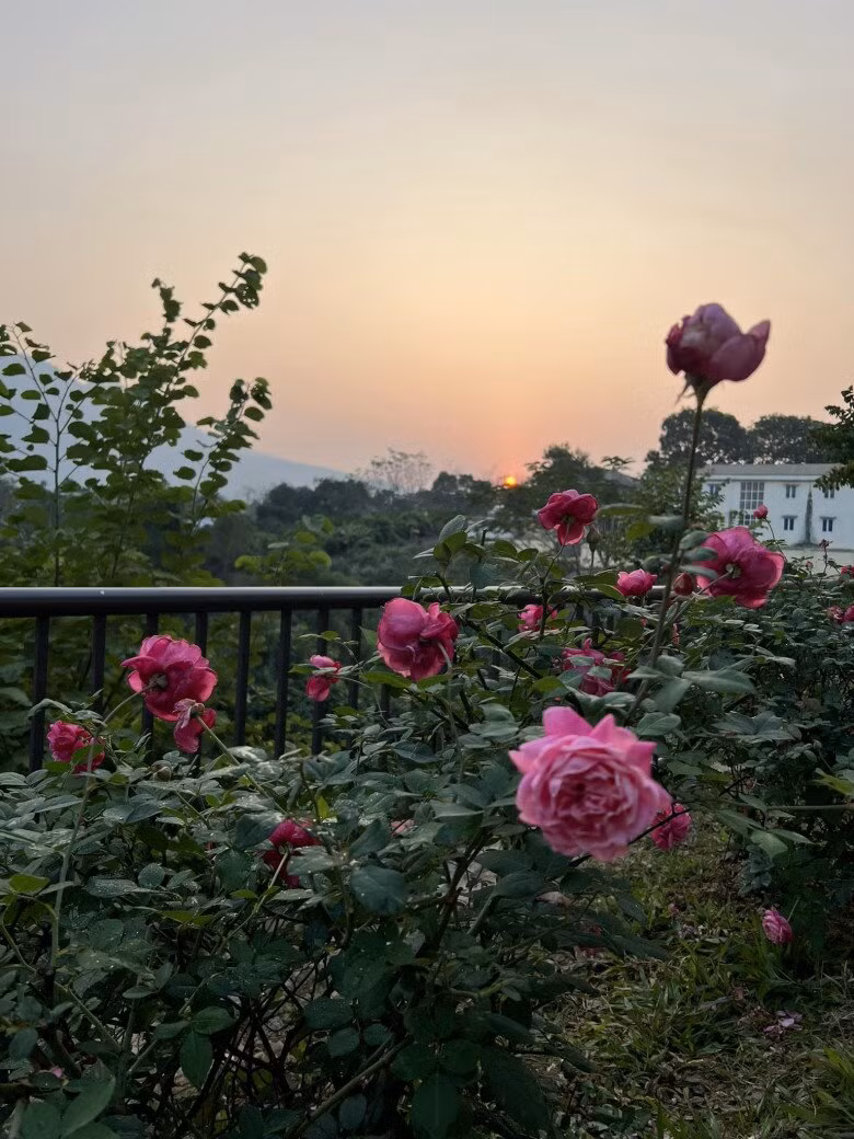 Nằm trên một vùng đất cao, từ khu vườn có thể nhìn ra những mảng xanh trải dài. Ảnh: FB Dang Diem Quynh