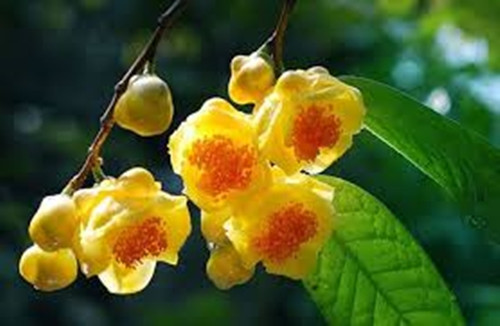Trà hoa vàng là loài một trong những dược liệu quý, được tìm thấy tại một số nơi như Bắc Giang, Bắc Kạn, Quảng Ninh, Nghệ An (Quế Phong), Vĩnh Phúc (Tam Đảo), Ninh Bình, Đà Lạt, Tuyên Quang, Hà Nội (Ba Vì), Đồng Nai (Vĩnh Cửu), Gia Lai. Ảnh: Internet