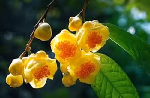  Trà hoa vàng là loài một trong những dược liệu quý, được tìm thấy tại một số nơi như Bắc Giang, Bắc Kạn, Quảng Ninh, Nghệ An (Quế Phong), Vĩnh Phúc (Tam Đảo), Ninh Bình, Đà Lạt, Tuyên Quang, Hà Nội (Ba Vì), Đồng Nai (Vĩnh Cửu), Gia Lai. Ảnh: Internet