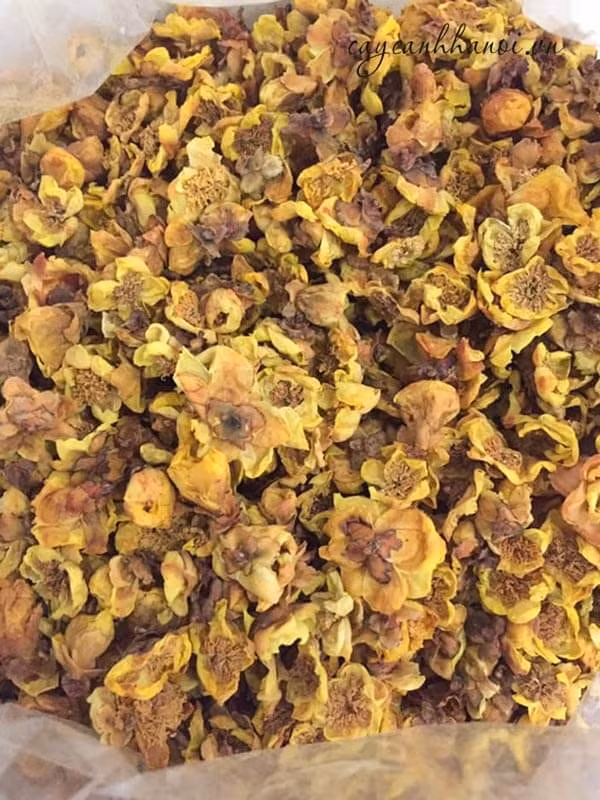 Đáng chú ý, trà hoa vàng thương phẩm (đã sấy khô) trên thị trường hiện khoảng 8-10 triệu đồng/kg, loại đặc biệt có giá 12-18 triệu đồng/kg. Ảnh: Internet