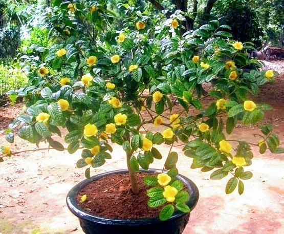 Ngoài ra, cây cần được tưới nước thường xuyên, mùa đông và mùa hè 2 lần/ngày, mùa xuân và mùa thu 1 lần/ngày. Ảnh: Internet