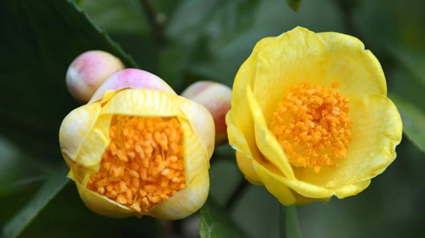 Để đạt chất lượng trà ngon nhất, cần phải hái hoa đúng thời điểm khi hoa trà vừa nở rộ và giữ nguyên đài hoa. Ảnh: Internet