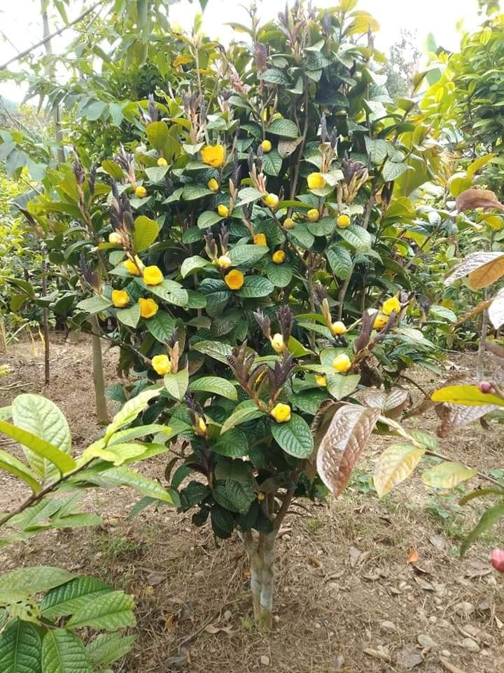 Tuy nhiên, cây trà hoa vàng sinh trưởng chậm, phải trồng hơn 5 năm mới có hoa. Ảnh: Vuonnhasau