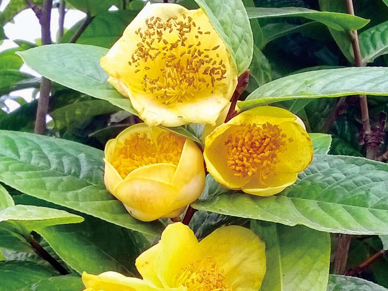 Thời gian gần đây, trà hoa vàng được nhiều người tìm mua. Trên thị trường, giá trà hoa vàng tươi dao động từ 300.000 - 900.000 đồng/kg, tùy vào chất lượng. Ảnh: Internet