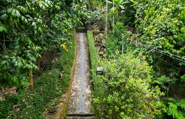 Ngõ dẫn vào nhà một bên là bờ đá hàng trăm năm tuổi rêu phong phủ kín, một bên là hàng chè tàu cắt tỉa kỹ càng. Ảnh: Vietnamnet