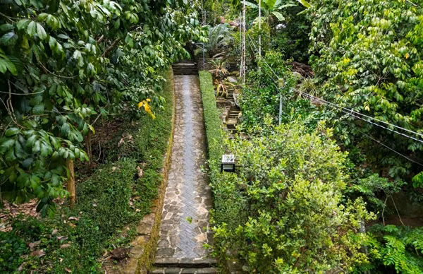 Ngõ dẫn vào nhà một bên là bờ đá hàng trăm năm tuổi rêu phong phủ kín, một bên là hàng chè tàu cắt tỉa kỹ càng. Ảnh: Vietnamnet