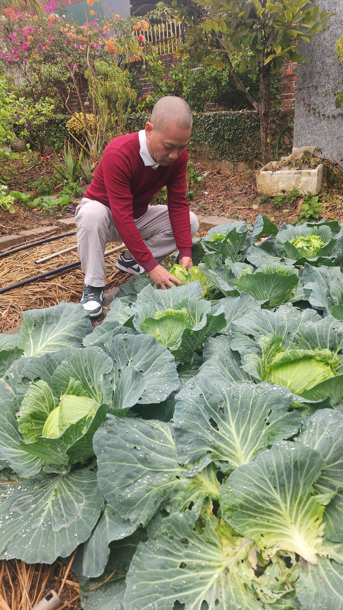 Ngoài rau, khu vườn trong nhà đạo diễn Bình Trọng còn trồng hoa và cây ăn trái. Ảnh: FB Trần Bình Trọng