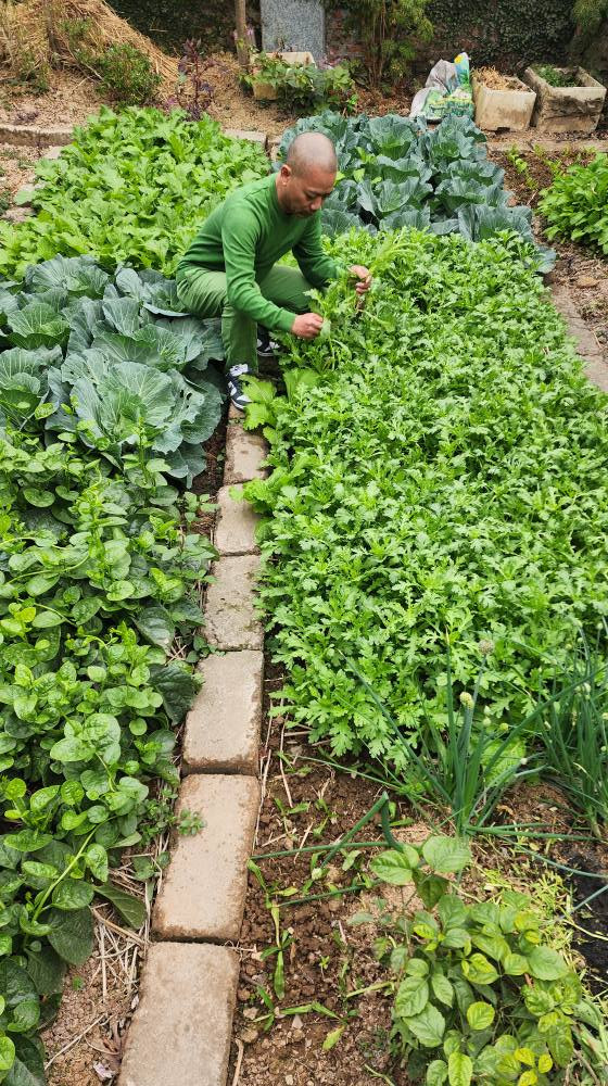 Khu vườn trồng đủ các loại rau quen thuộc như cải cúc, cải bắp, mồng tơi...Ảnh: FB Trần Bình Trọng