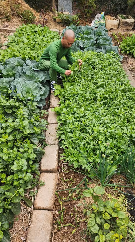 Khu vườn trồng đủ các loại rau quen thuộc như cải cúc, cải bắp, mồng tơi...Ảnh: FB Trần Bình Trọng