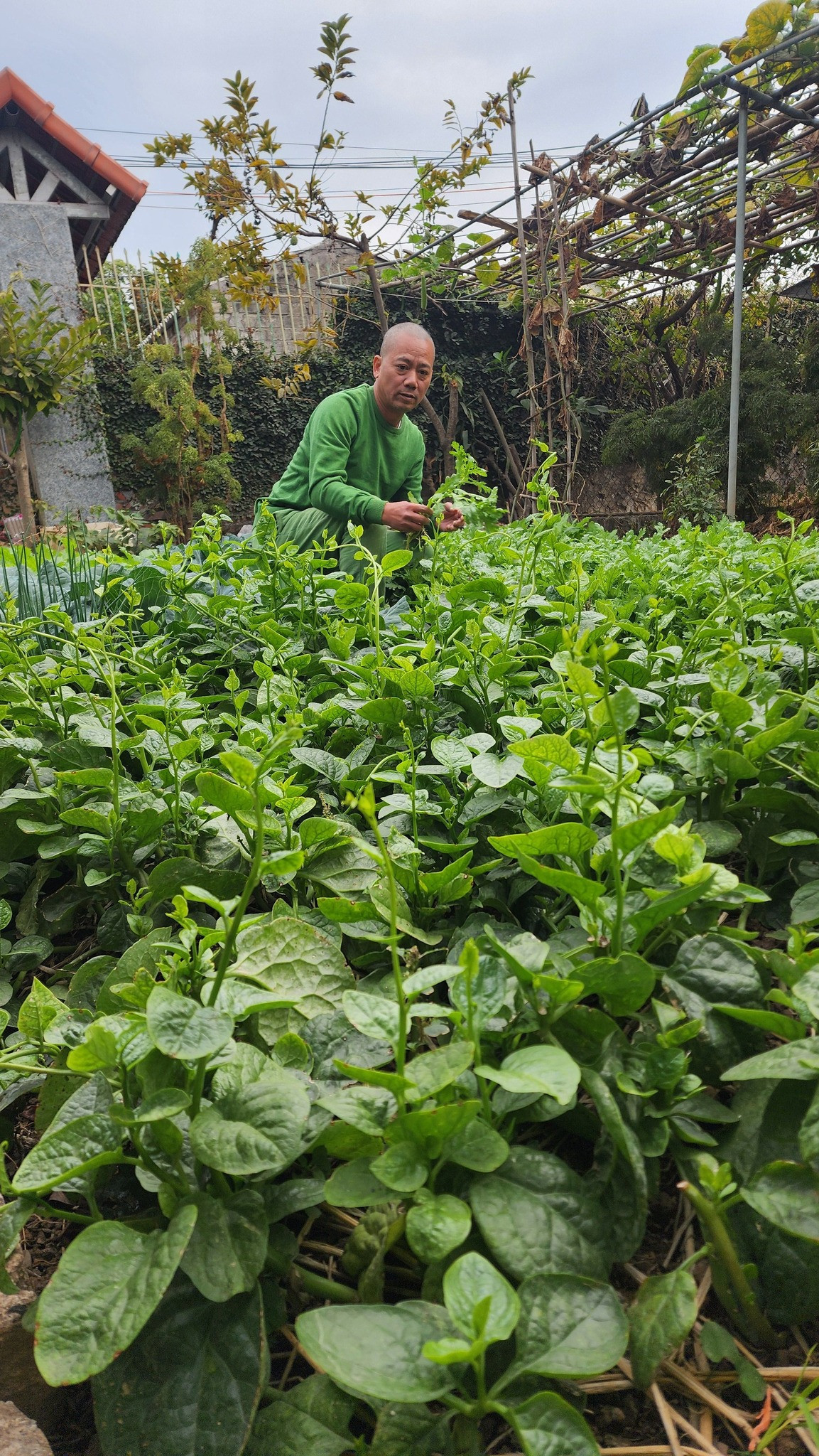 Mới đây, đạo diễn Bình Trọng chia sẻ hình ảnh ngôi nhà giản dị ở quê với vườn rau xanh tốt khiến nhiều người xuýt xoa. Ảnh: FB Trần Bình Trọng