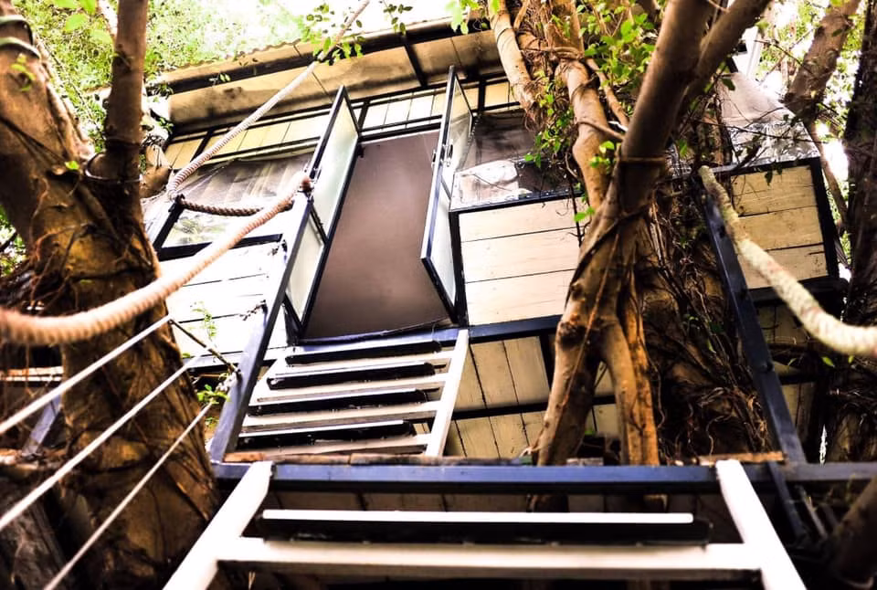 Kết cấu ngôi nhà được tính toán chi tiết nhằm thích ứng với sự phát triển của cây. Ảnh: Dao Anh Khanh Studio