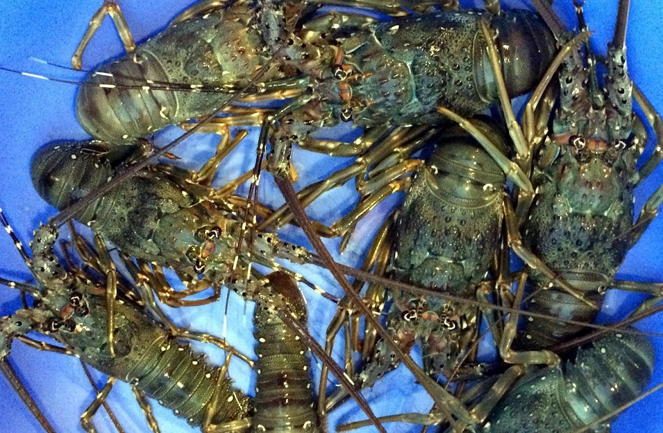 Tôm hùm sen (tôm hùm xanh) có kích thước khá lớn, kèm theo chất lượng thịt thơm ngon, có giá trị dinh dưỡng cao, giá từ 1 - 1,5 triệu đồng/kg. Ảnh: Haisanhoanglong