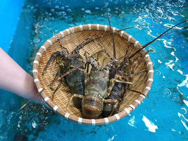 Tôm hùm baby là đặc sản tại đảo Bình Ba (Cam Ranh, Khánh Hòa), giá từ 700.000 đến 1,2 triệu đồng. Ảnh: Daohaisan