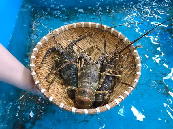 Tôm hùm baby là đặc sản tại đảo Bình Ba (Cam Ranh, Khánh Hòa), giá từ 700.000 đến 1,2 triệu đồng. Ảnh: Daohaisan