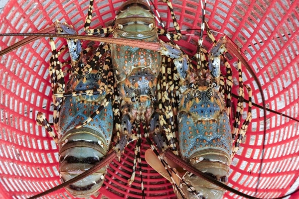 Theo thông tin từ Hiệp hội Chế biến và Xuất khẩu Thủy sản Việt Nam (VASEP), tháng 1 trùng thời điểm diễn ra kỳ nghỉ Tết Nguyên đán nhưng xuất khẩu thủy sản cả nước vẫn tăng 3% so với cùng kỳ năm 2024, đạt trên 774 triệu USD. Ảnh: Znews