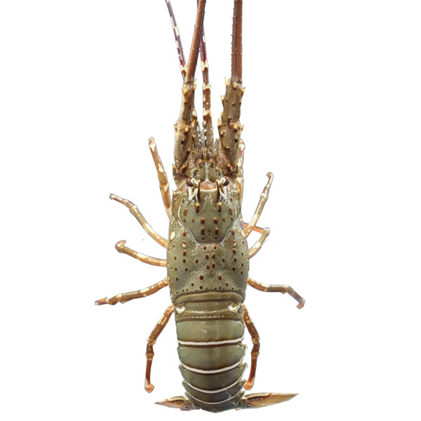 Tôm hùm tre cũng là đặc sản của vùng biển Nha Trang - Cam Ranh - Bình Ba. Tôm hùm xuất hiện nhiều nhất từ tháng 1 đến tháng 5. Ảnh: Haisanhoanggia