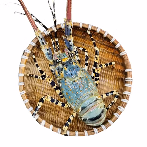 Tôm hùm là một trong những loại hản sản có giá thành cao, hương vị thơm ngon và bổ dưỡng. Việt Nam có nhiều loại tôm hùm, trong đó tôm hùm bông là đặc sản nổi tiếng hơn cả. Ảnh: Daohaisan