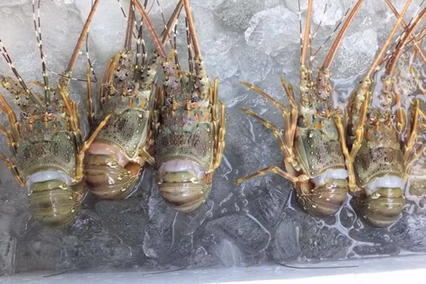 Tôm hùm baby hay còn gọi tôm hùm xanh có kích thước nhỏ hơn so với các loại tôm hùm khác nhưng thịt dai ngon và săn chắc. Ảnh: Bienhaisan