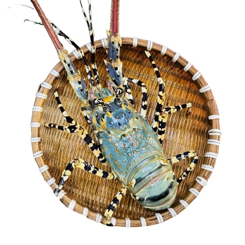 Tôm hùm là một trong những loại hản sản có giá thành cao, hương vị thơm ngon và bổ dưỡng. Việt Nam có nhiều loại tôm hùm, trong đó tôm hùm bông là đặc sản nổi tiếng hơn cả. Ảnh: Daohaisan