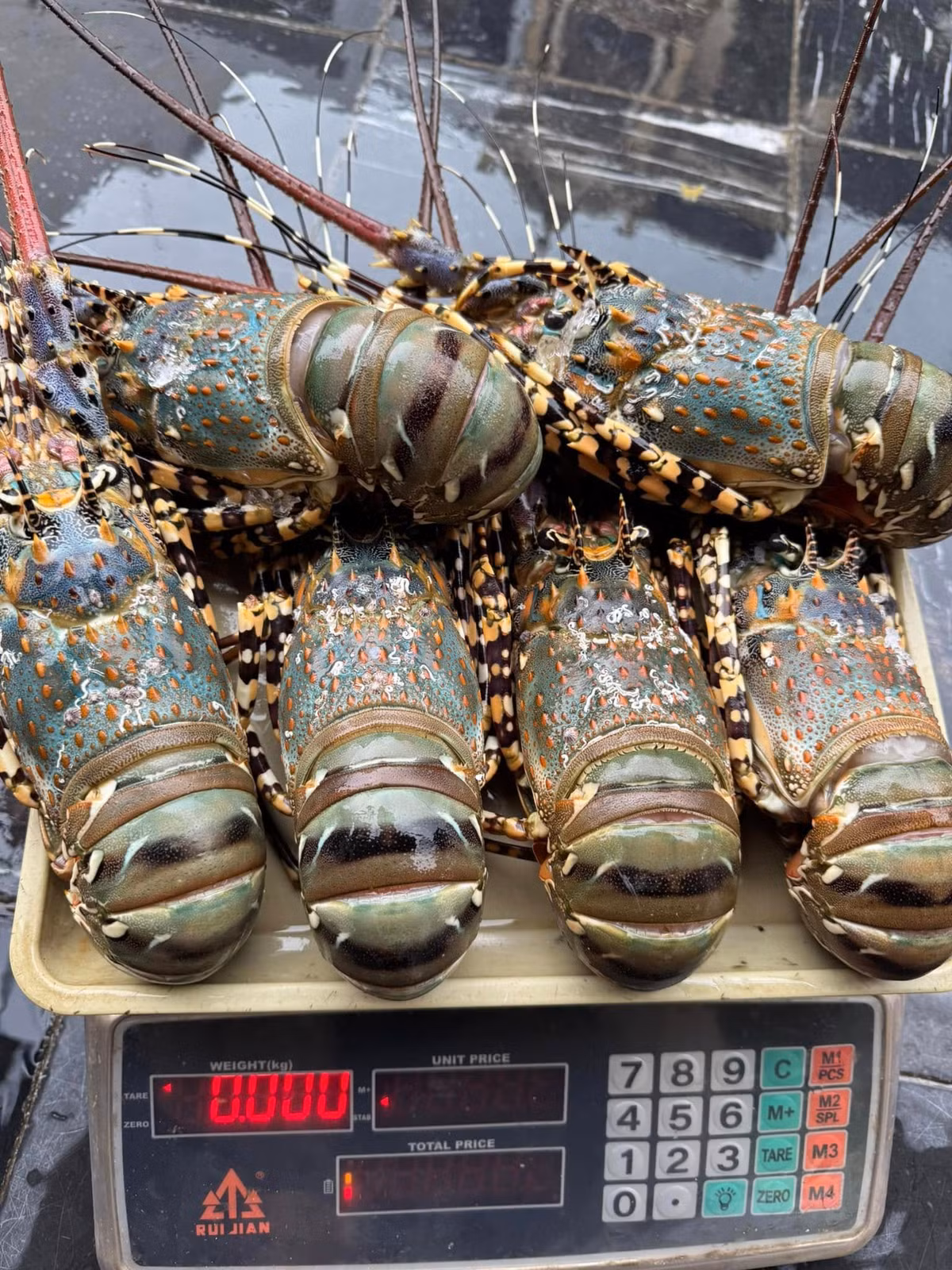 Đáng chú ý, riêng sản phẩm tôm hùm xuất khẩu sang Trung Quốc đã đạt tới 70 triệu USD, gấp 9 lần so với cùng kỳ năm 2024. Ảnh: Facebook