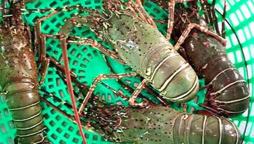 Tôm hùm tre thịt ngon, săn chắc, béo ngậy, bổ dưỡng, giá từ 800.000 - 1,2 triệu đồng/kg. Ảnh: Hieuhaisan