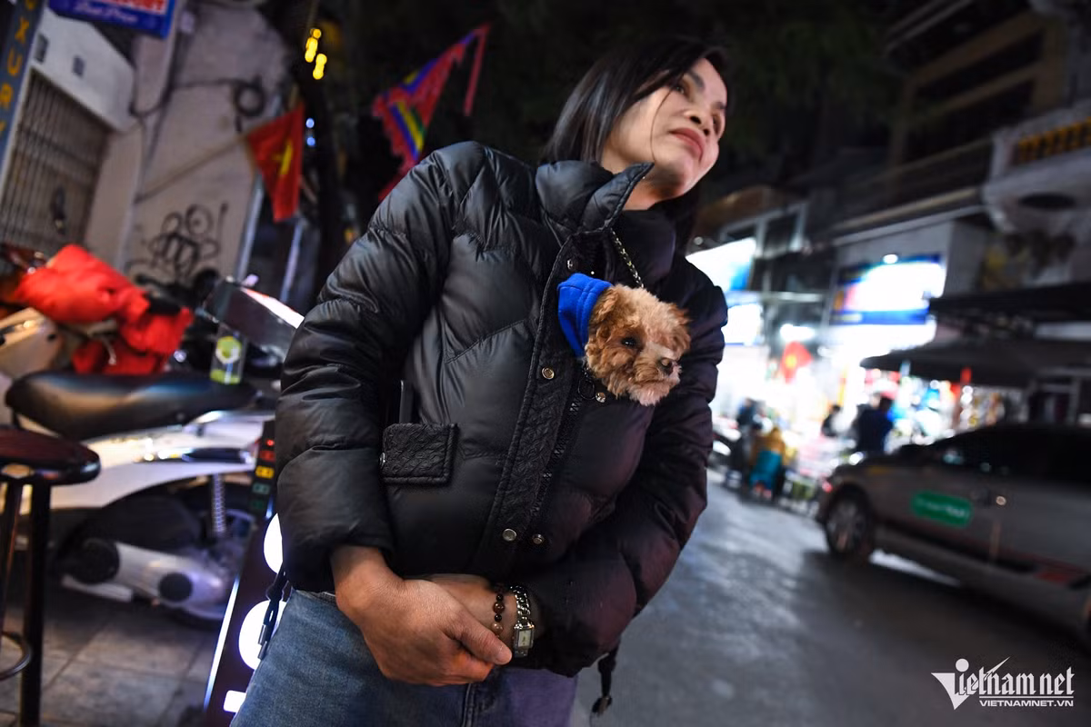 Chú chó Tom được bà chủ cho nằm gọn trong áo khoác, đứng chờ khách ở một cửa hàng trên phố cổ Hà Nội.