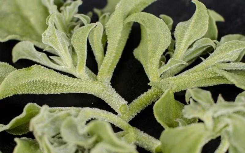 Rau bông tuyết có tên gọi khác là rau kim cương, cũng có giá thành cao có thể lên tới 500.000 đồng/kg. Ảnh: Bách hoá Xanh